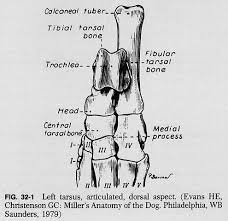 <p>Tarsal Bones</p>