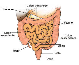 <p>Ilustracion VI</p>