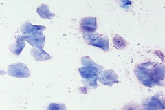 <p>What stage of estrus is this dog in? What factor lets you know?</p>