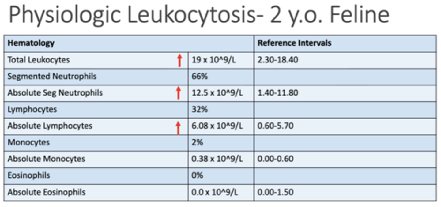 <p>Describe the changes seen in on this CBC from a physiologic leukogram</p>