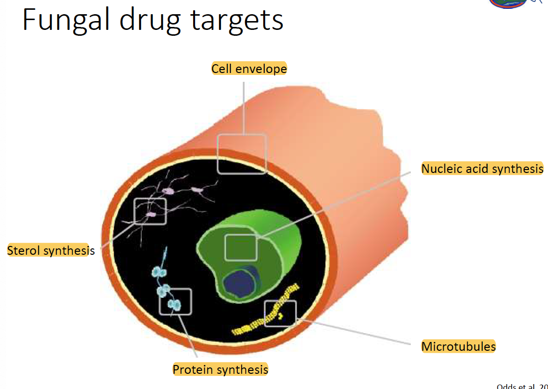 - cell envelope
- nucleic acid synthesis
- sterol synthesis
- protein synthesis
- microtubules