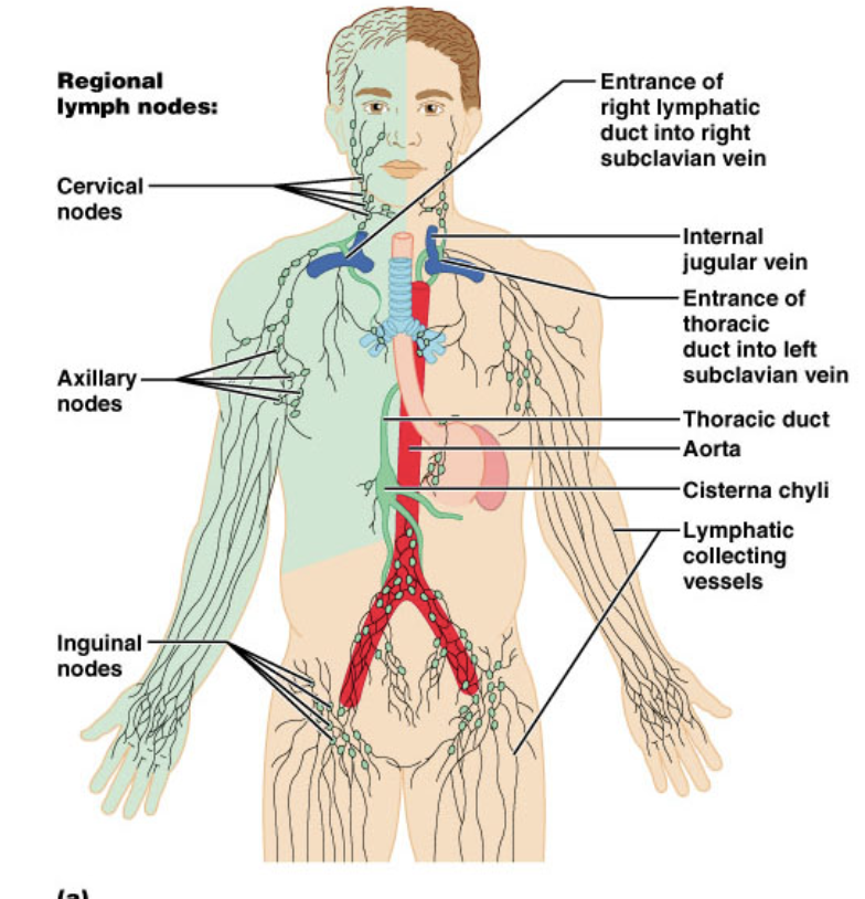 <p>receives lymph from right arm, right side of head and thorax</p><ul><li><p>empties into <strong>right</strong> subclavian vein</p></li></ul><p></p>