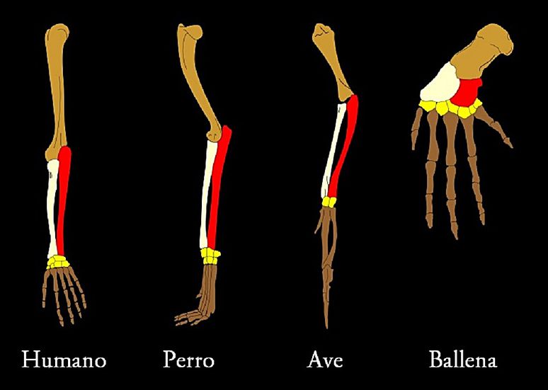 <p>Características o estructuras compartidas que provienen de un ancestro común pero tienen diferentes funcionalidades </p>