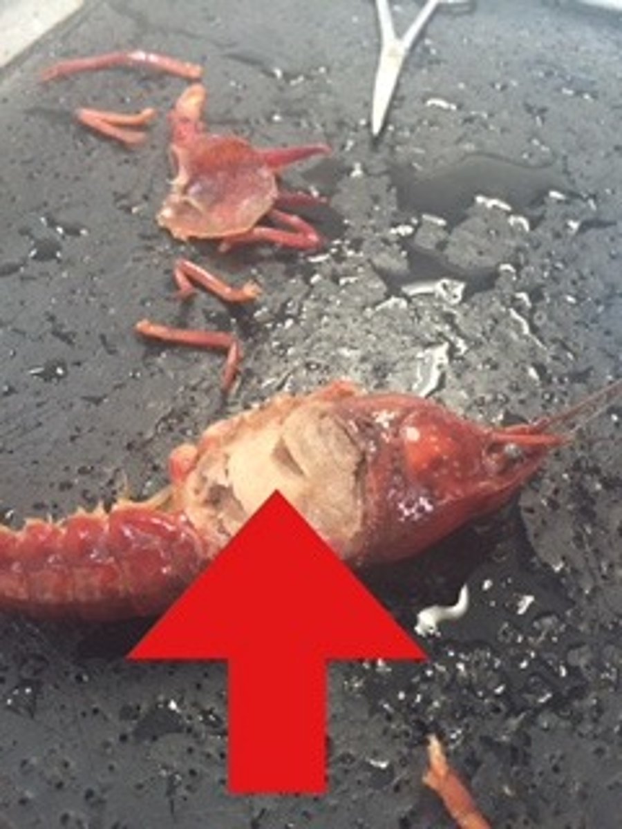 <p>gills: respiration</p>