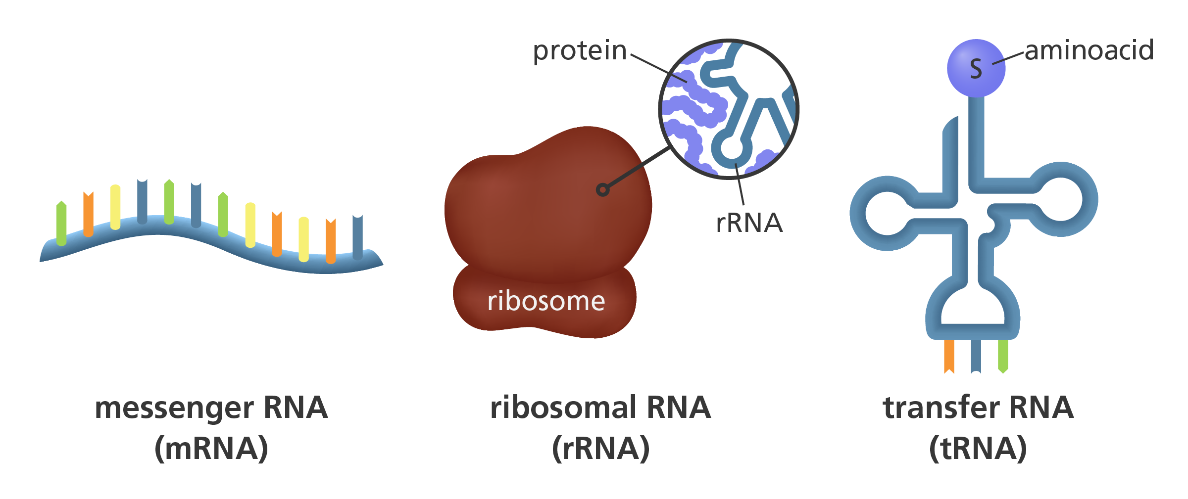 <p>Messenger RNA - carries sequence complementary to DNA template strand, travels from nucleus to cytoplasm where protein synthesis occurs, used as a ‘blueprint’</p><p>Ribosomal RNA - a part of the ribosome, one of the rRNAs catalyses peptide bond formation between amino acids, to form a polypeptide</p><p>Transfer RNA - binds to particular amino acids becoming charged, then binds to mRNA where its anticodon is complementary to the mRNA codon for the specific amino acid being carried, non-covalently interacts with ribosome</p>