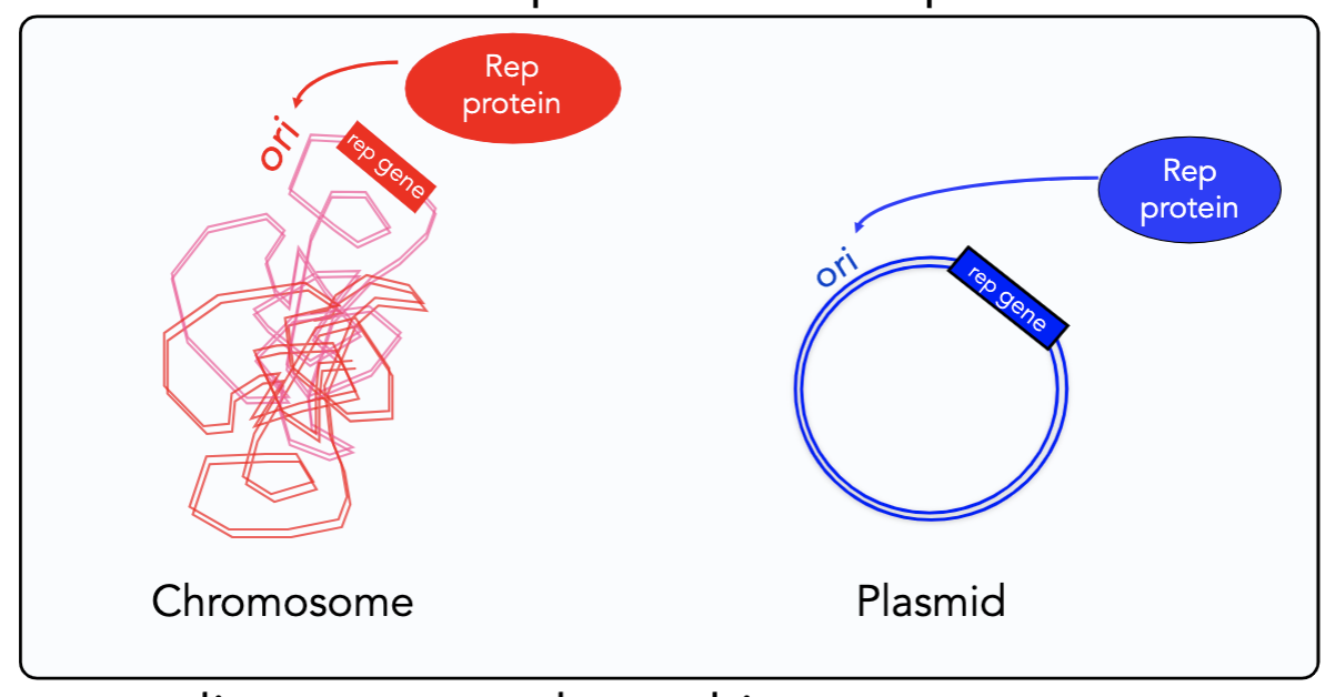 <ol><li><p>origin of replication (“ori”): a site/special sequence in DNA where specific Rep protein binds</p></li><li><p>rep gene: encodes Rep protein that binds to “ori” to initiate DNA replication</p></li></ol><p></p>