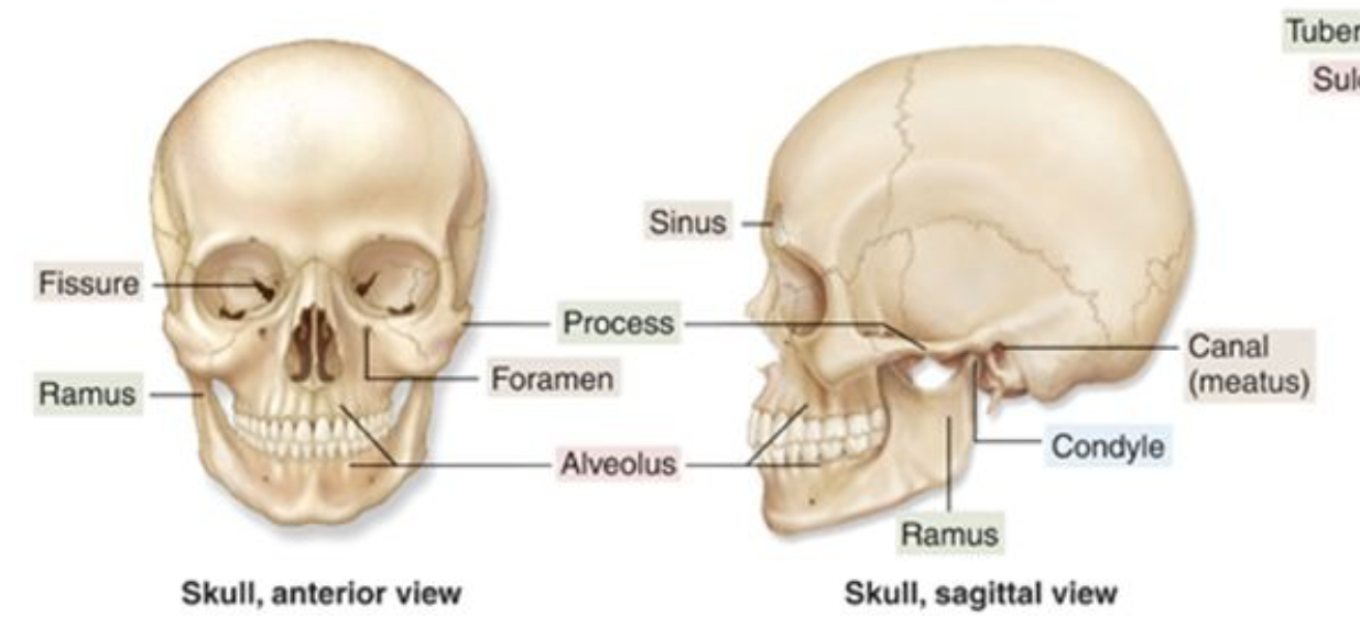 <p>a deep pit or socket</p>