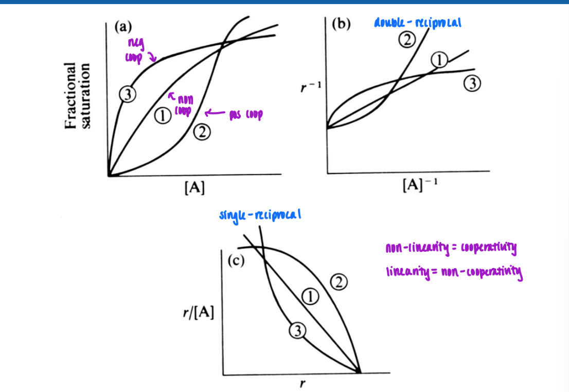 <ul><li><p>fractional saturation</p><ul><li><p>sigmoidal = coop</p></li><li><p>hyperbolic = non-coop</p></li></ul></li><li><p>double reciprocal / single reciprocal (Scatchard)</p><ul><li><p>non-linearity = coop</p></li><li><p>linearity = non-coop</p></li></ul></li></ul><p></p>
