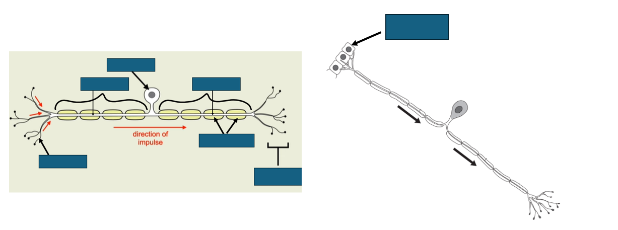 <p>structure of sensory neurone</p>
