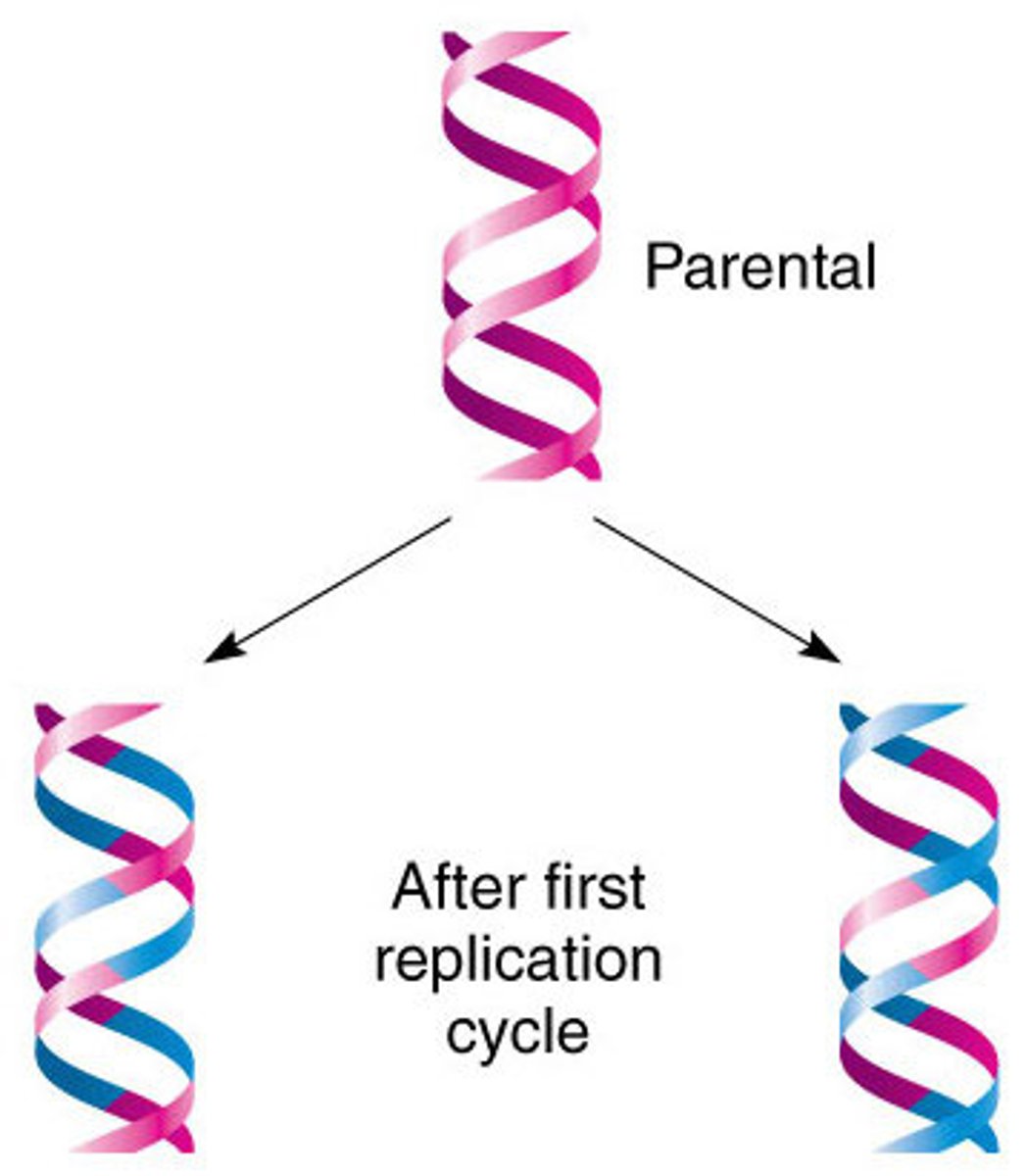 <p>the original DNA doubl helix breaks apart into fragments, and each fragment then serves as a template for a new DNA fragment</p>