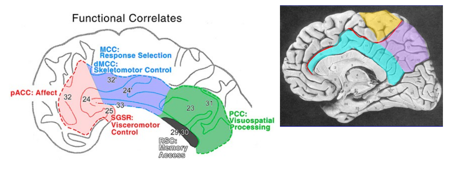 <p>_____ ____ primary function is emotional processing, learning, and emotional memory. Attention flexibility (shifting attention, moving from idea to idea), empathy, there is an abnormal structure and function in _________. _____ region is involved in attention and emotional processing, ______ region is involved in motor planning and pain processing, _____ region is involved in memory retrieval and visual spaltial stuff </p>