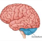 <p>the part of the brain below the back of the cerebrum. It regulates balance, posture, movement, and muscle coordination</p>