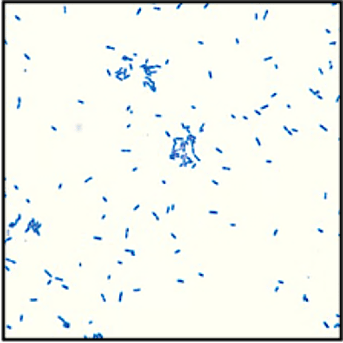 <p>what bacteria is this</p>