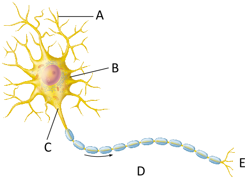 <p>What part of the neuron is B?</p>