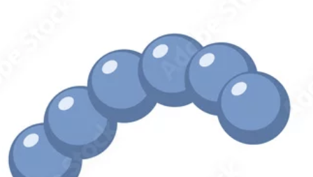 <p>formation of long chains of cocci occurs when bacterial cells remain associated after multiple divisions. chains of round cells</p>