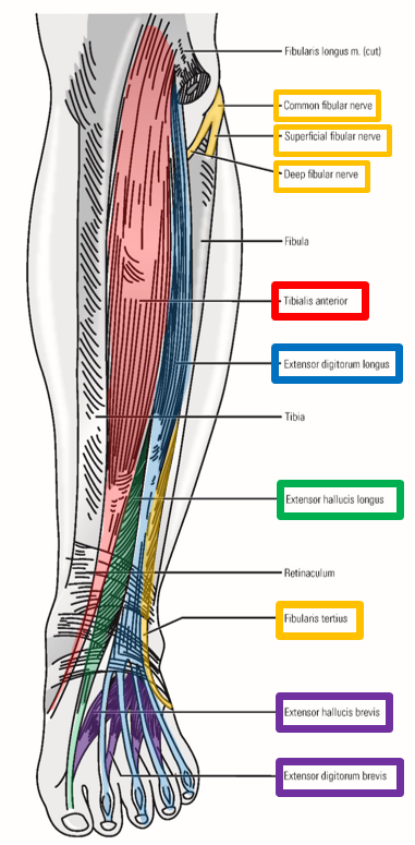 <p><span><strong><em><span>Deep fibular nerve</span></em></strong></span></p><p><span><span>–Dives deep and continues into </span><u><span>anterior compartment of leg</span></u></span></p><ul><li><p><span><span>Runs inferiorly within anterior leg compartment</span></span></p></li><li><p><span><span>Located deep, next to </span><u><span>interosseous membrane</span></u></span></p></li></ul><p><span><span>–Supplies all </span><u><span>anterior leg muscles</span></u><span>:</span></span></p><ul><li><p><span><span>Mm. tibialis anterior, extensor hallucis longus, extensor digitorum longus, &amp; fibularis tertius</span></span></p></li></ul><p><span><span>–Crosses ankle and passes to dorsal foot - supplies </span><u><span>dorsal foot muscles</span></u></span></p><ul><li><p><span><span>Mm. extensor hallucis brevis &amp; extensor digitorum brevis</span></span></p></li></ul><p></p>