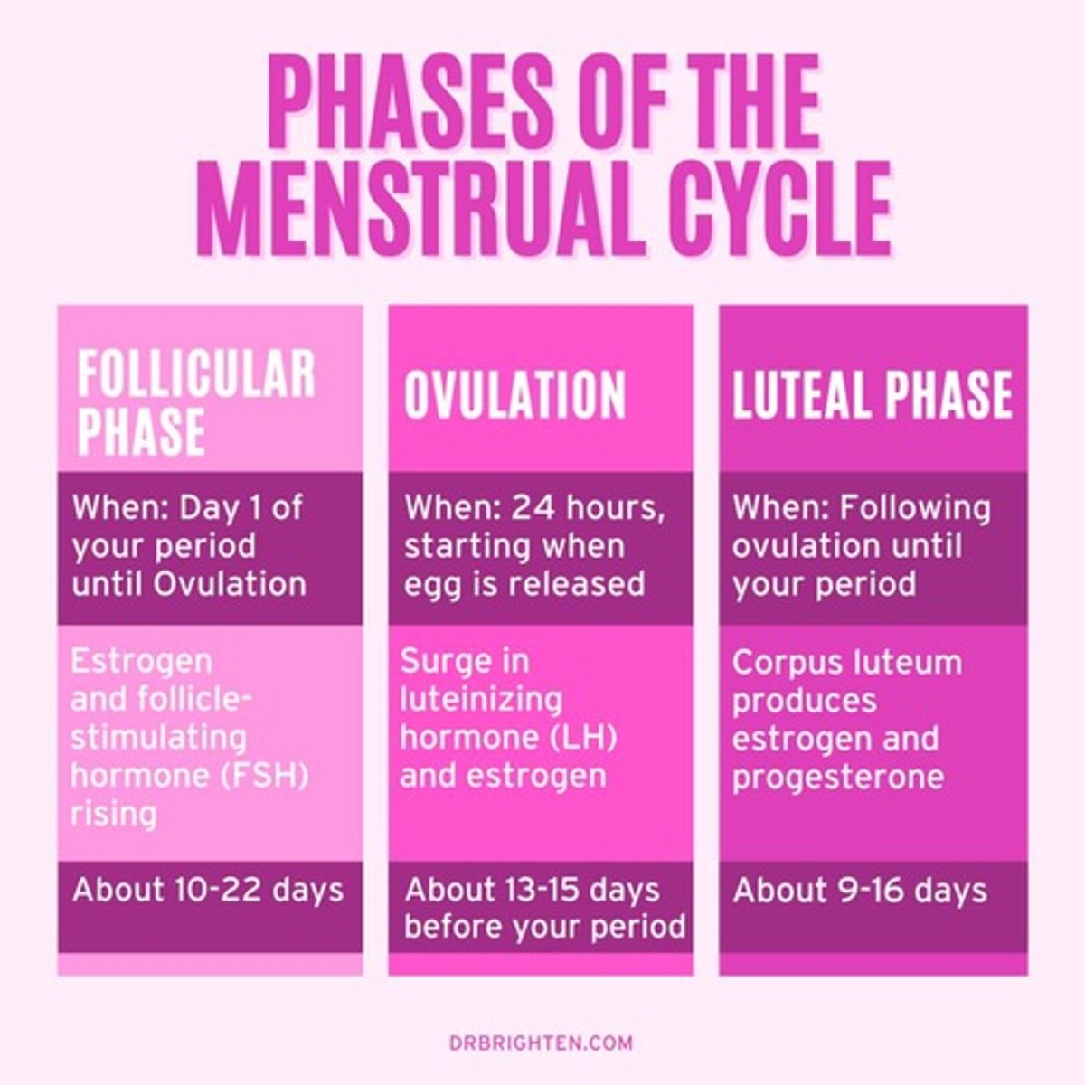 <p>It begins on the first day of the menstrual period and ends on the day of the LH surge.</p>