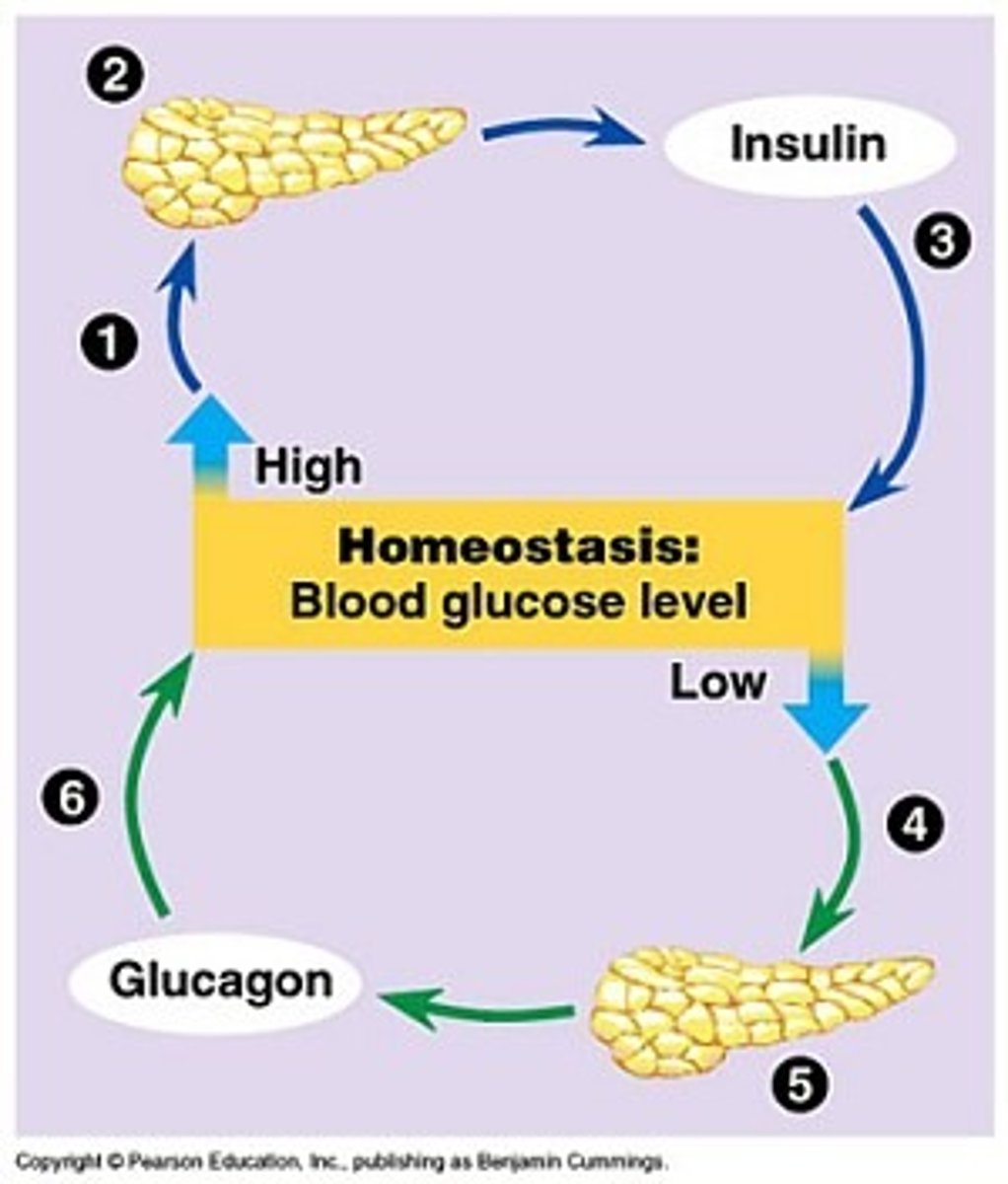 <p>A hormone produced by the pancreas or taken as a medication by many diabetics</p>