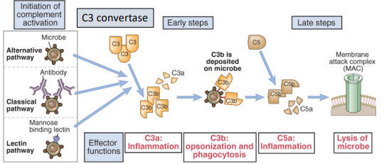 <ol><li><p><strong><u>the alternative pathway</u></strong> - an ancient non-specific chemical reaction</p></li><li><p><strong><u>the classical pathway</u></strong> - activated by complexes of antibody with antigen</p></li><li><p><strong><u>The lectin pathway</u></strong> - triggered by recognition of unique microbial carbohydrates</p></li></ol><p></p>
