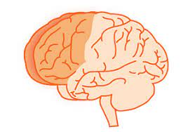 <p>frontal lobes</p>