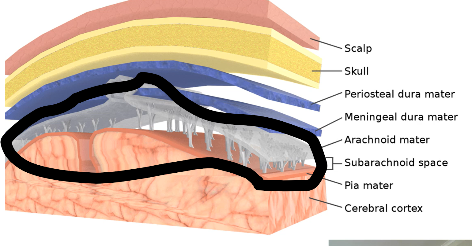 <p>What are those grey projections called?</p>