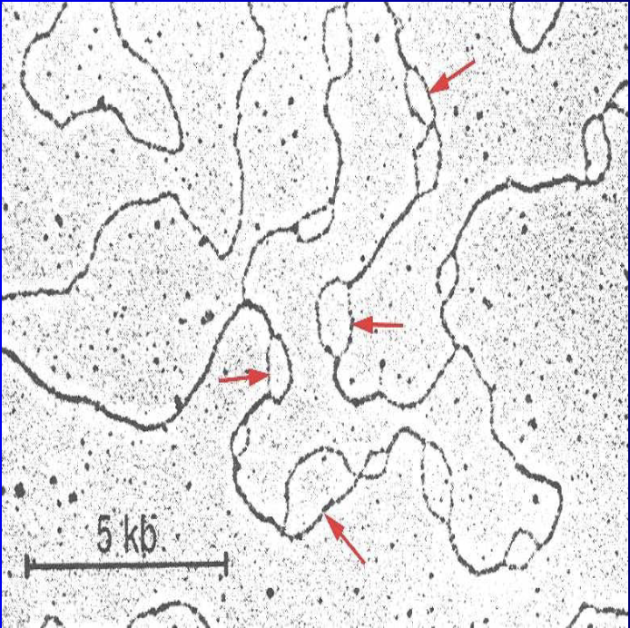 <ul><li><p><span><span>a segment of DNA that replicates from a single origin point</span></span></p></li><li><p><span><span>the "replication bubble" is </span></span><mark data-color="unset" style="background-color: unset; color: inherit;">the physical structure formed during this process</mark></p></li><li><p><span><span>created by the enzyme </span></span><em>helicase</em><span><span>, which unwinds the DNA helix at the origin, exposing the single strands that serve as templates for new DNA synthesis at two opposite "replication forks"</span></span></p></li></ul><p></p>