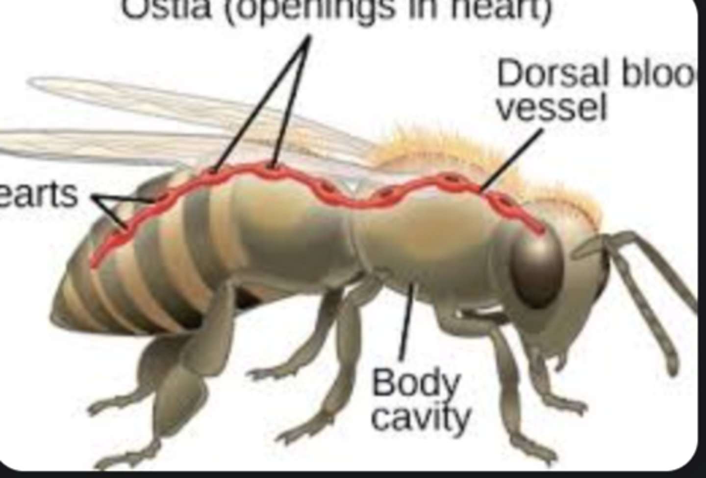 <p>Valved openings through which hemolymph enters the heart chambers.</p>
