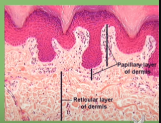 <p>The <strong>Dermis</strong> Layer</p>