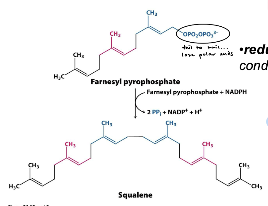 <p>A tail-to-tail (nonpolar end to nonpolar end) coupling of two molecules of farnesyl pyrophosphate (C15) with NADPH to yield squalene (C30).</p>