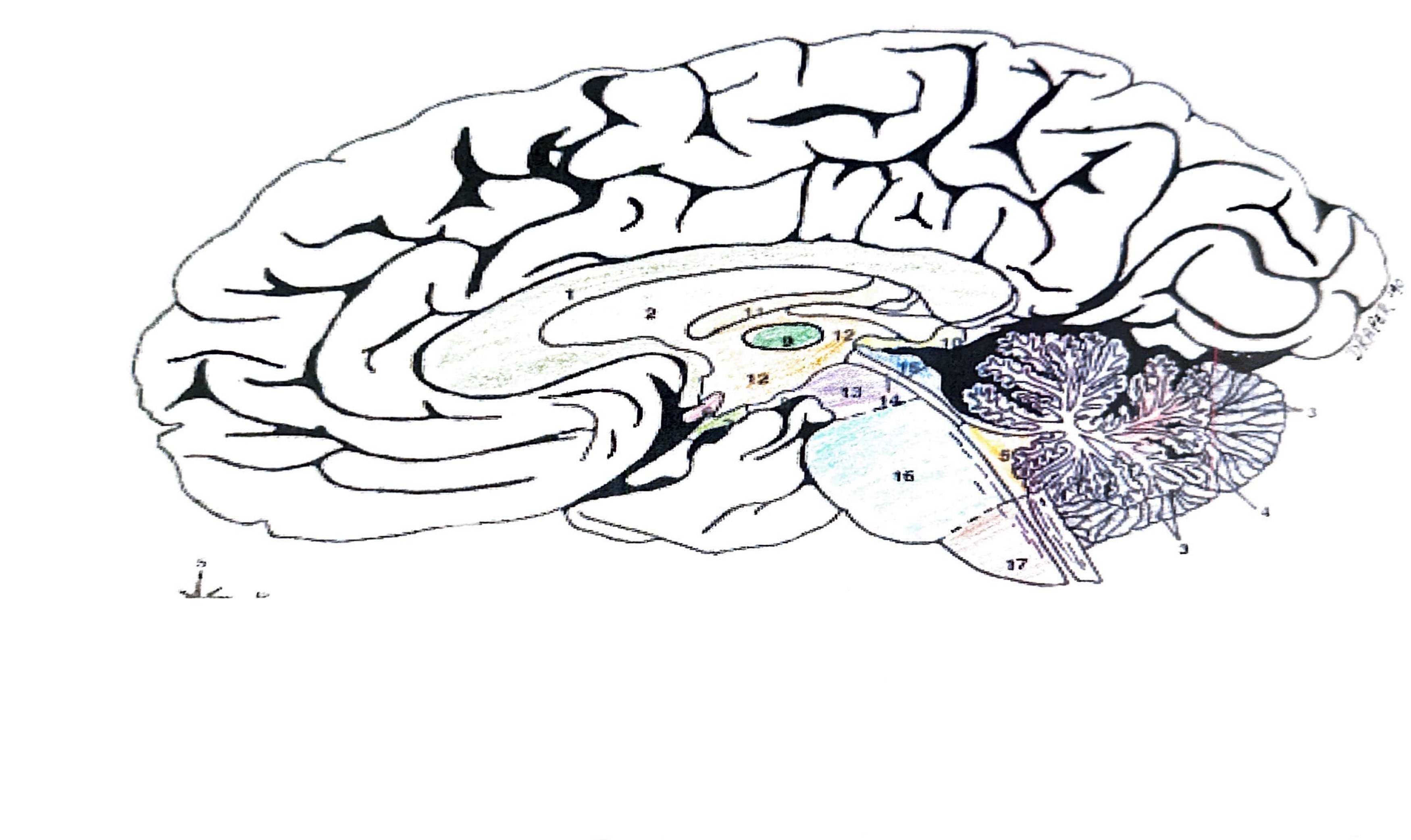 <ol><li><p>corpus callosum</p></li><li><p>lateral ventricle</p></li><li><p>gray matter</p></li><li><p>arbor vitae</p></li><li><p>fourth ventricle</p></li><li><p>optic chiasma</p></li><li><p>infundibulum</p></li><li><p>mammillary bodies</p></li><li><p>thalamus</p></li><li><p>pineal body</p></li><li><p>fornix</p></li><li><p>third ventricle</p></li><li><p>cerebral peduncles</p></li><li><p>cerebral aqueduct</p></li><li><p>corpora quadrigemina</p></li><li><p>pons</p></li><li><p>medulla</p></li></ol>