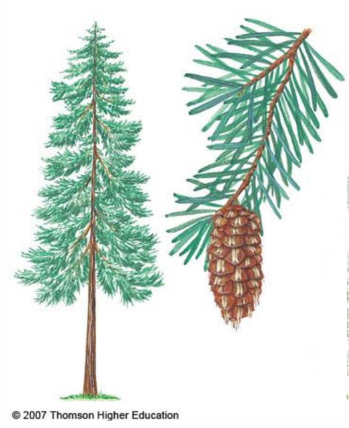 <p>commercially important conifer; Douglas fir; grows along the Pacific coast and in the Rocky Mountains</p>