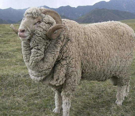 <ul><li><p>developed in ohio </p></li><li><p>heavy fleece with fair mutton form </p></li><li><p>body is fairly free of wrinkles, but carries heavy neck folds</p></li><li><p>frequently wrinkles or heavy folds behind the shoulders and on the thighs and rear flanks </p></li><li><p>larger and better adapted to everyday conditions that the type A</p></li></ul><p></p><p></p>
