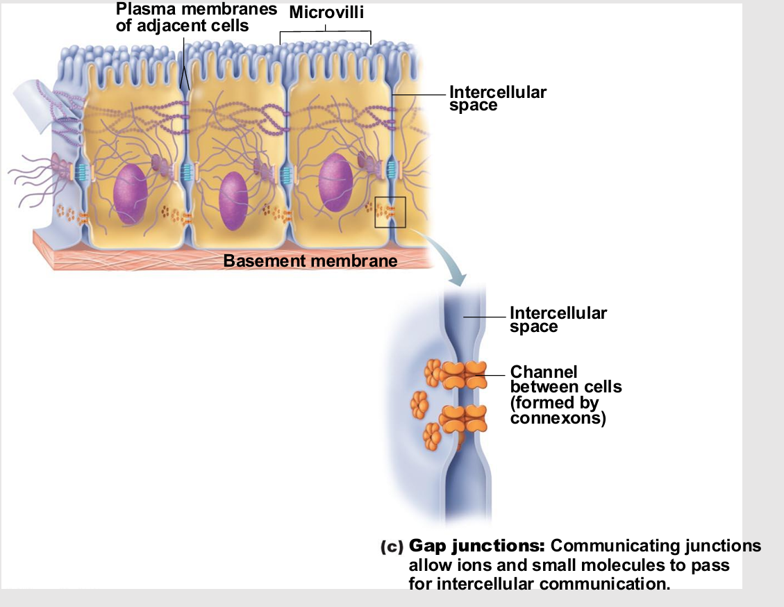 <ul><li><p>Transmembrane proteins form pores (connexons) that allow small molecules to pass from cell to cell</p><ul><li><p>For spread of ions, simple sugars, and other small molecules between cardiac or smooth muscle cells</p></li></ul></li><li><p>Where might these be useful in body?</p><ul><li><p>cardiac</p></li><li><p>muscle cells</p></li></ul></li></ul><p></p>