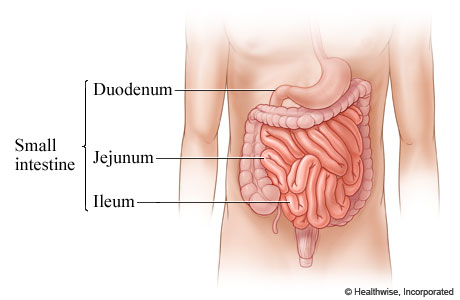 <p>Duodenum, Jejunum, and Ileum </p>