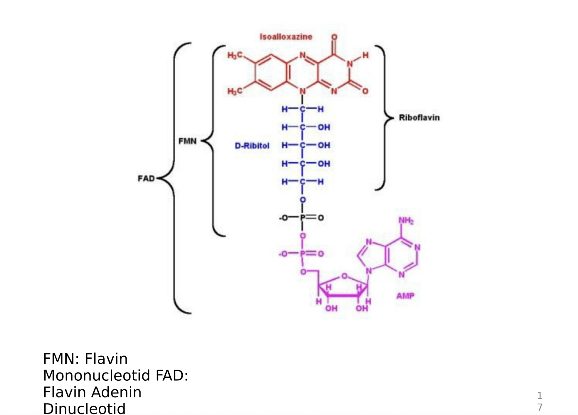 <p><strong>Điểm khác biệt chính giữa FMN và FAD là:</strong></p><p>A. FAD không có flavin</p><p>B. FMN có thêm nhóm adenine</p><p>C. FAD là dạng hoạt hóa của FMN</p><p>D. FAD có thêm một đơn vị adenine nucleotide</p>