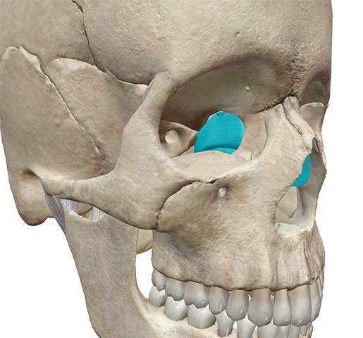 <p>On the image shown, blue represents the ethmoid bon</p><p>True False</p>