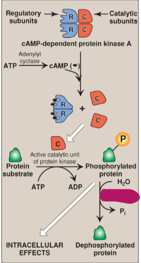 <p>Label the actions of cyclic adenosine monophosphate.</p>