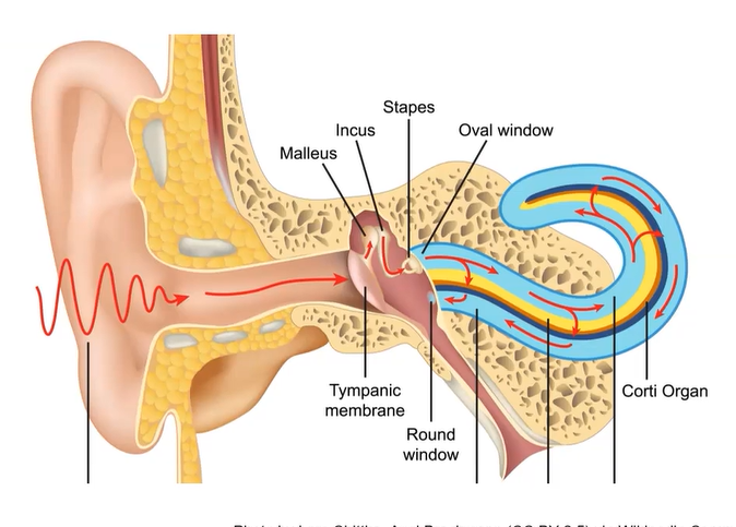 Anatomy of an Ear