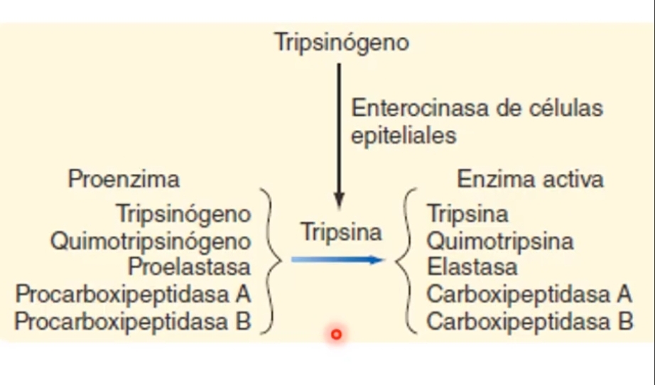 <p>Tripsina es una enzima proteolitica que no solo degrada las proteinas de la dieta o peptidos de la dieta.</p><p>Funcion de activar las otras enzimas digestivas.</p><p>Se activa a nivel del duodeno x la enteroquinasa en la membrana celular de las celulas epiteliales del intestino. Cataliza tripsionogeno a tripsina.</p><p>Tripsina actua sobre el propio tipsinogeno para formar más tripsina pero ademas actua sobre otras proenzimas para formar enzimas activas.</p>