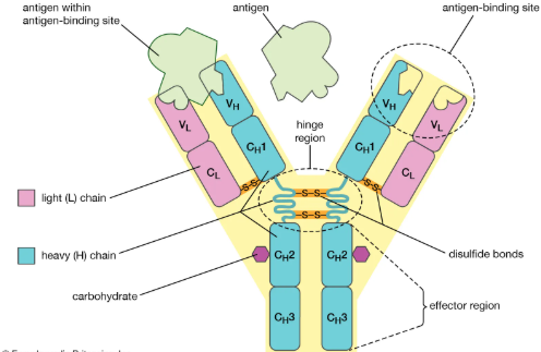 <ul><li><p>Y shape showing two long and two short (polypeptide) chains correctly positioned;</p></li><li><p>(Alpha-gal) binding site labelled on the end of the branches of the Y of the antibody; </p></li><li><p>Variable region labelled </p><p>OR Constant region labelled </p><p>OR Disulfide bridge/bond labelled;</p></li></ul><p></p>