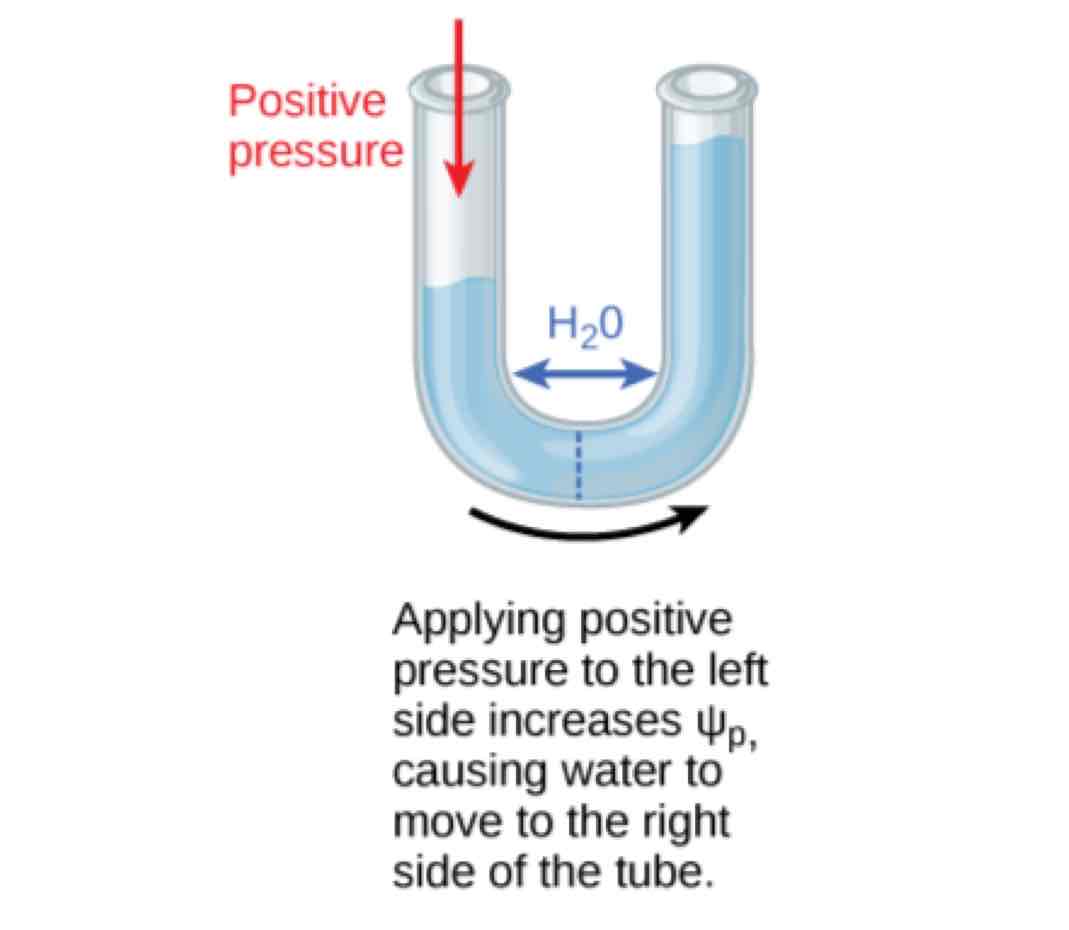 <p>Think of blowing into a straw in your cup of water. You’re applying pressure to the system - your water. This is positive pressure, increasing water potential.</p>