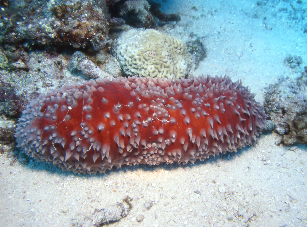 <p>Phylum?<br>subphylum?<br>Symmetry? Tissue type?<br>Cavity?</p>