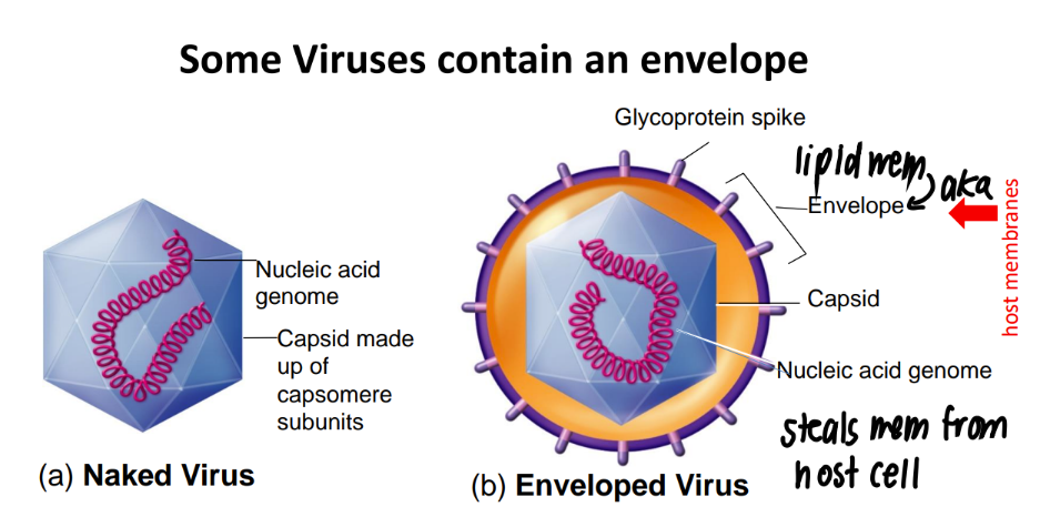 <ul><li><p>naked = JUST capsid (made of capsomeres) </p></li><li><p>enveloped = host membrane envelope on the outside w/ GLYCOPROTEINS from host </p></li></ul>