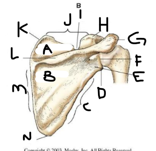 <p>posterior scapula F</p>