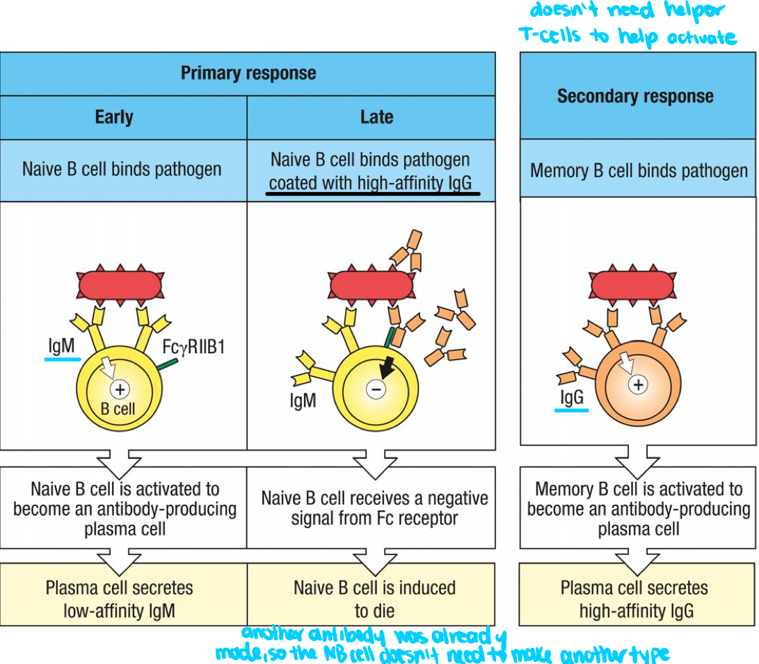 <p>Membrane bounds IgG on memory B cells triggers slower or quicker activation to become plasma cells</p>