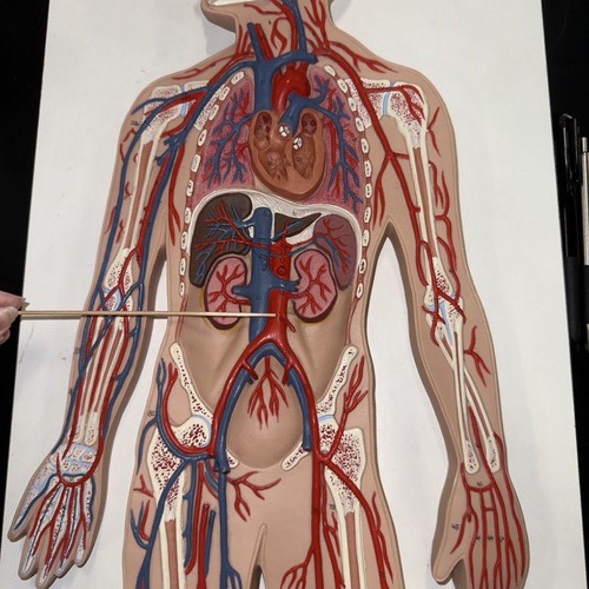 <p>Identify the structure.</p>