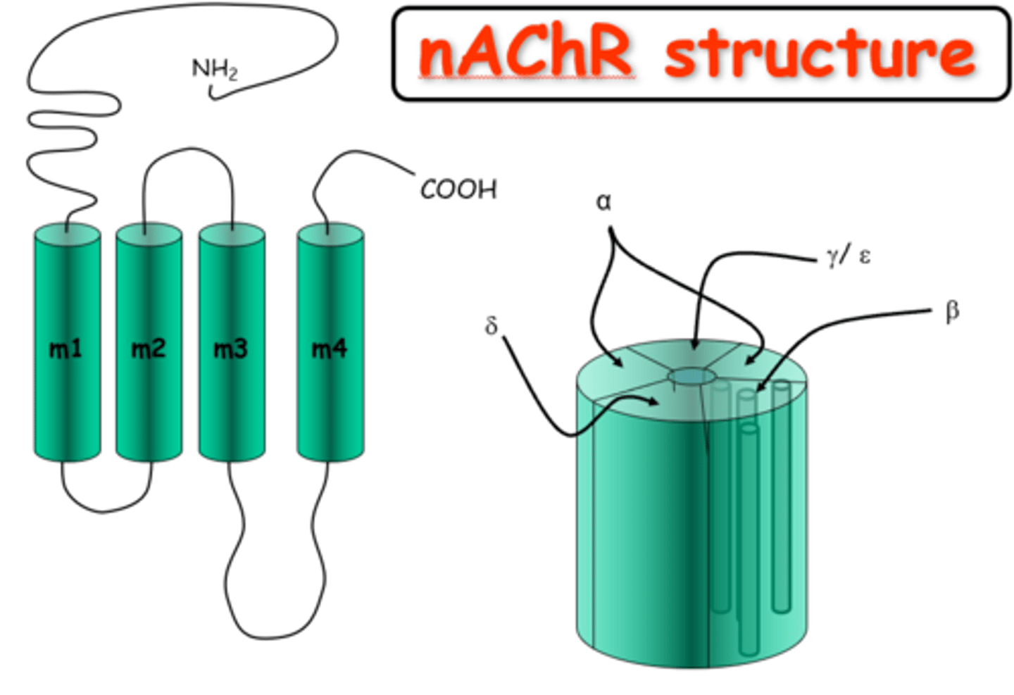 <p>-5 subunits: 2 alpha, 1 beta, 1 theta, 1 either gamma or epsilon</p><p>-Each subunit has 4 transmembrane domains</p><p>-Pentamer</p><p>-ACh binds to the alpha subunits</p>