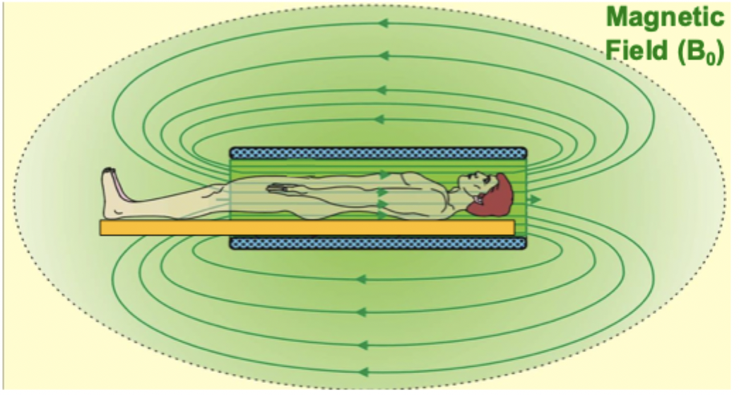 <p>strong, uniform magnetic field you lay in when in an MRI scanner</p>