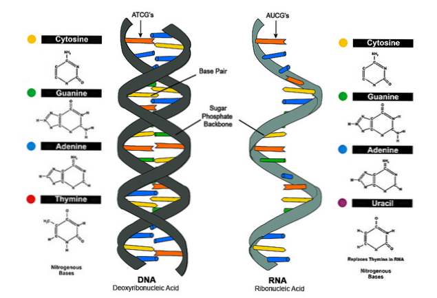 - sucre: ribose
- bases azotés: AUCG
- 1 chaines
- cellule eucaryotes: cytoplasme
- rôles: produire protéines
- origine: ADN