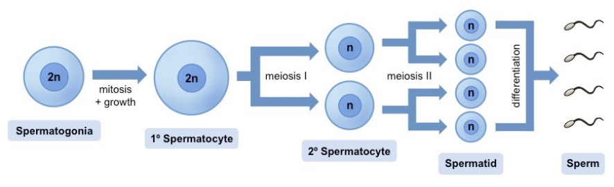 <ul><li><p>Occurs in seminiferous tubules</p></li><li><p>Sperm = Made in testes; stored in epididymis → Carried in vas deferens / Seminal vesicle adds fluid → Leaves by urethra</p></li><li><p>Starts at germinal epithelium (outside tubules) → Move to lumen (inside tubules) during maturation</p></li></ul><p></p><p>Mitosis → Cell growth → Two devisions of meiosis → Differentiation</p><ul><li><p>Spermatogonia (2n) x1 —Mitosis</p></li><li><p>Spermatocytes (2n) —Meiosis I & II</p><ul><li><p>Primary Spermatocyte (2n) x1 → (Meiosis I) → Secondary spermatocyte (n) x2</p></li><li><p>Secondary spermatocyte (n) x2 → (Meiosis II) → </p></li></ul></li><li><p>Spermatids (n) x4 —Differentiation </p></li><li><p>Spermatozoa (n)</p><ul><li><p>Receive nourishment from <strong>Sertoli cells</strong></p></li><li><p>When mature, detach → Epididymis for storage</p></li></ul></li></ul><p></p>